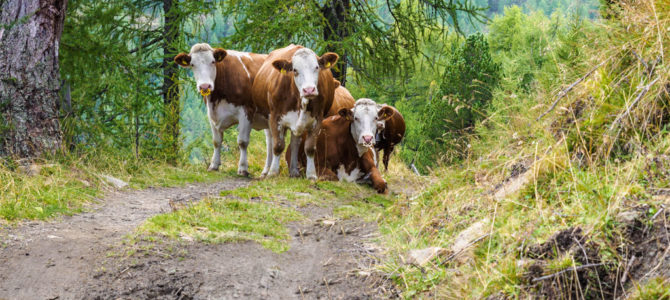 Die Alm ist kein Streichelzoo