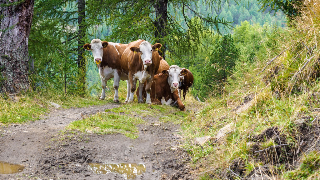 Die Alm ist kein Streichelzoo